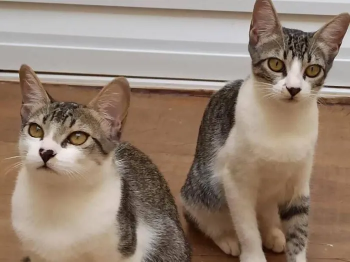 Gato raça SRD-ViraLata idade 2 a 6 meses nome Lilica e Pituca