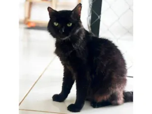 Gato raça SRD-ViraLata idade 3 anos nome Zeus