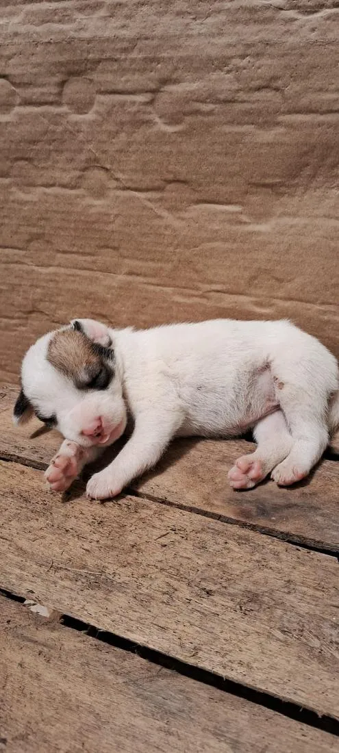 Cachorro raça SRD-ViraLata idade 2 a 6 meses nome sem nome