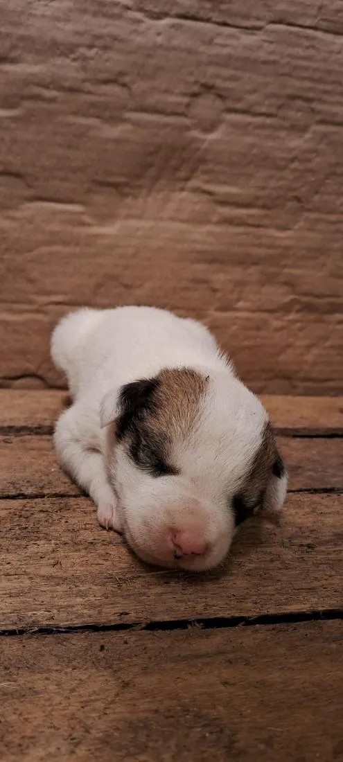 Cachorro raça SRD-ViraLata idade 2 a 6 meses nome sem nome