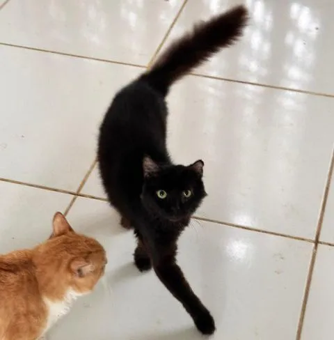Gato raça SRD-ViraLata idade 3 anos nome Zeus