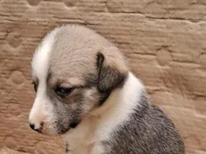 Cachorro raça SRD-ViraLata idade Abaixo de 2 meses nome sem nome
