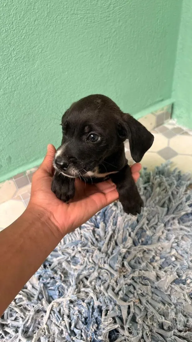 Cachorro raça SRD-ViraLata idade 2 a 6 meses nome Snow