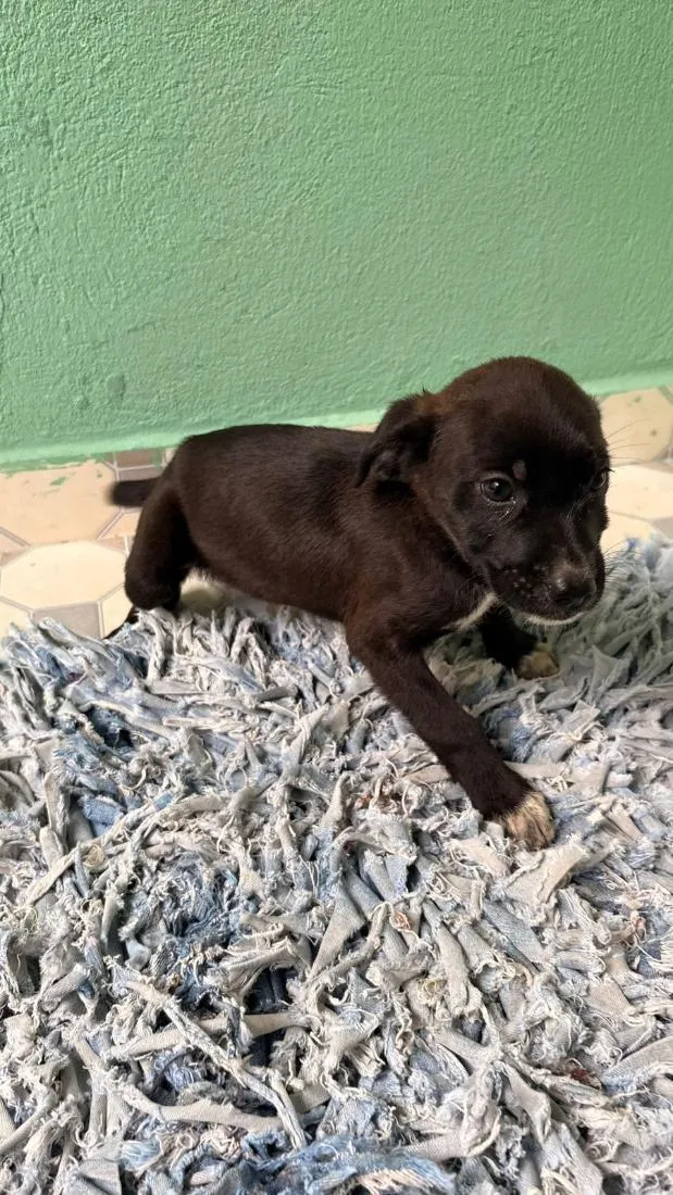 Cachorro raça SRD-ViraLata idade 2 a 6 meses nome Snow