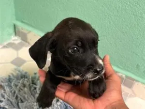 Cachorro raça SRD-ViraLata idade 2 a 6 meses nome Snow