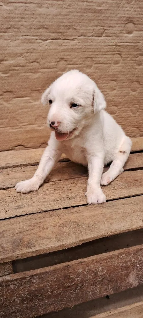 Cachorro raça SRD-ViraLata idade Abaixo de 2 meses nome sem nome