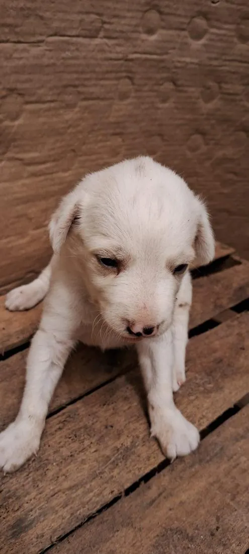 Cachorro raça SRD-ViraLata idade Abaixo de 2 meses nome sem nome