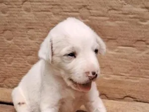 Cachorro raça SRD-ViraLata idade Abaixo de 2 meses nome sem nome