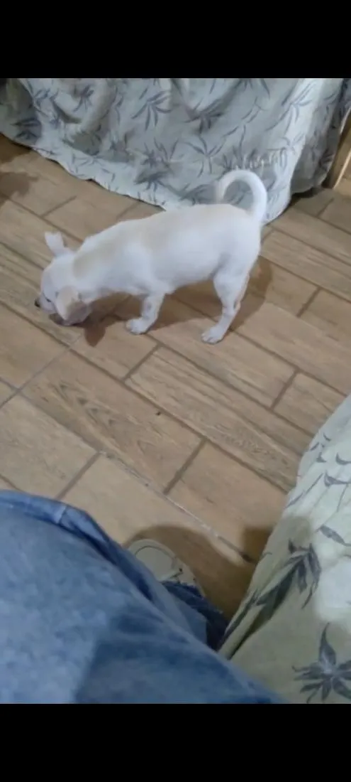 Cachorro raça SRD-ViraLata idade 2 a 6 meses nome sem nome