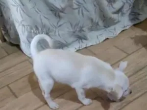 Cachorro raça SRD-ViraLata idade 2 a 6 meses nome sem nome