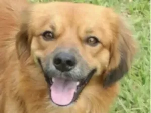 Cachorro raça Pequinês idade 1 ano nome Max 