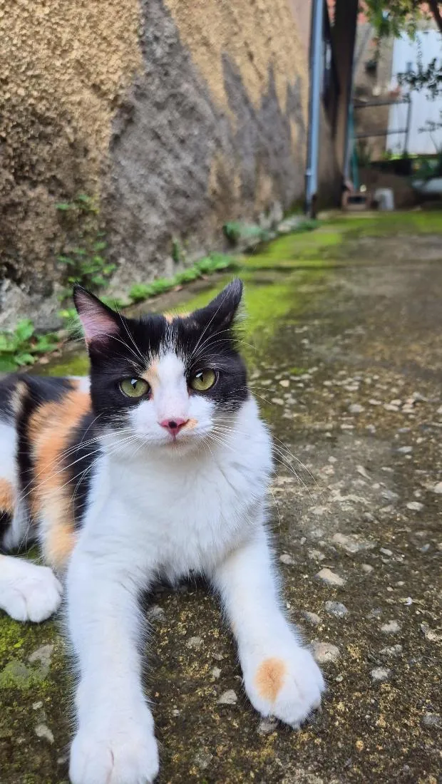 Gato raça SRD-ViraLata idade 7 a 11 meses nome Mel