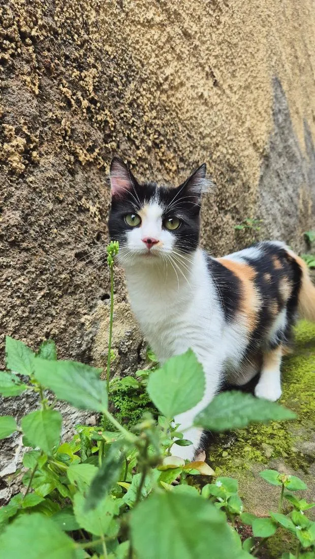 Gato raça SRD-ViraLata idade 7 a 11 meses nome Mel