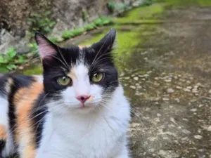 Gato raça SRD-ViraLata idade 7 a 11 meses nome Mel