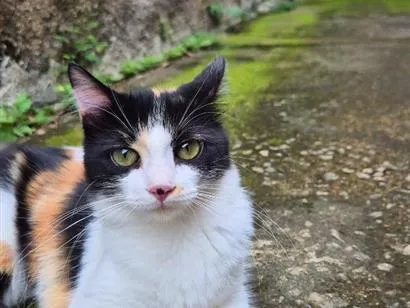 Gato raça SRD-ViraLata idade 7 a 11 meses nome Mel