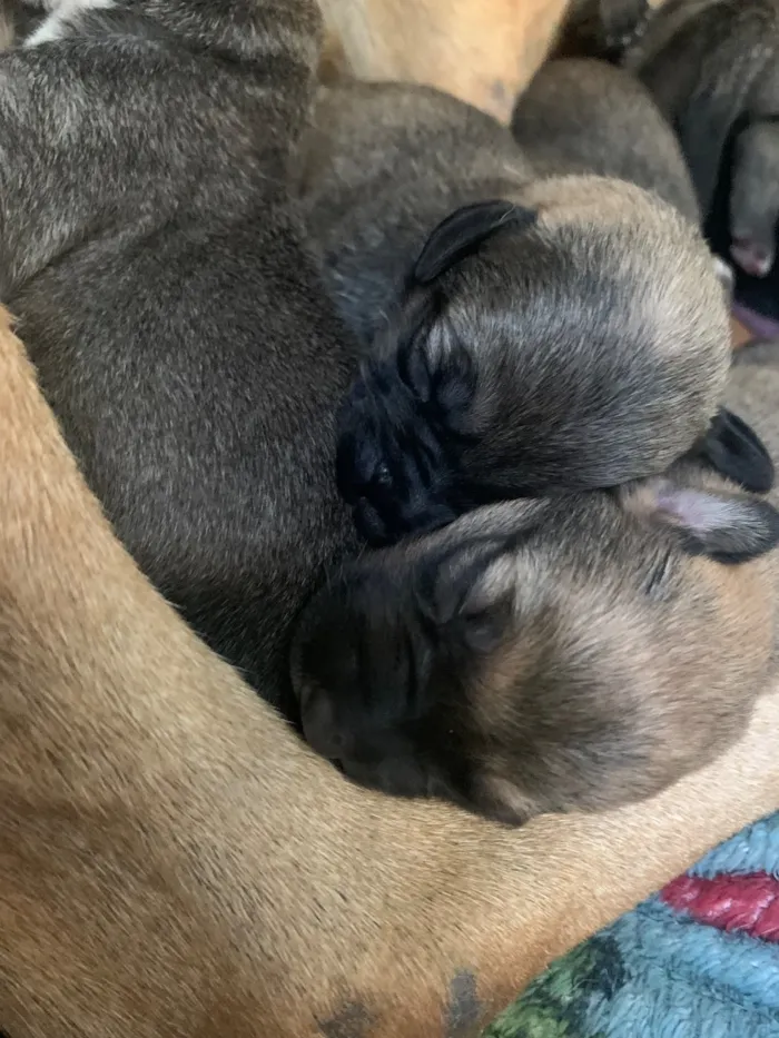 Cachorro raça SRD-ViraLata idade Abaixo de 2 meses nome não tem 