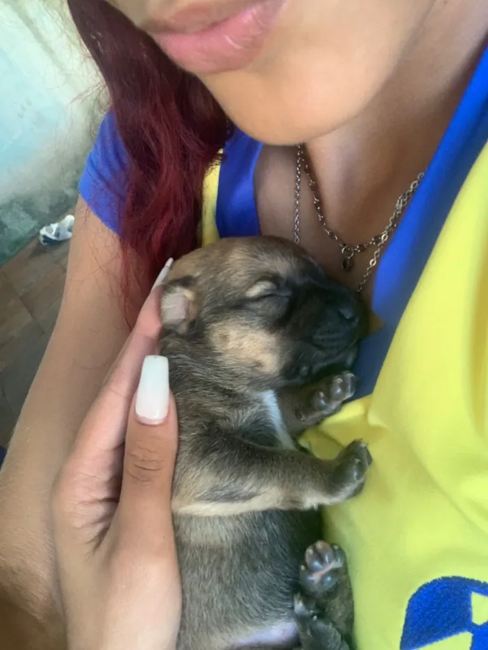 Cachorro raça SRD-ViraLata idade Abaixo de 2 meses nome não tem 