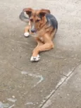 Bolt