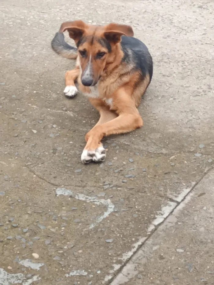 Cachorro raça SRD-ViraLata idade 7 a 11 meses nome Bolt