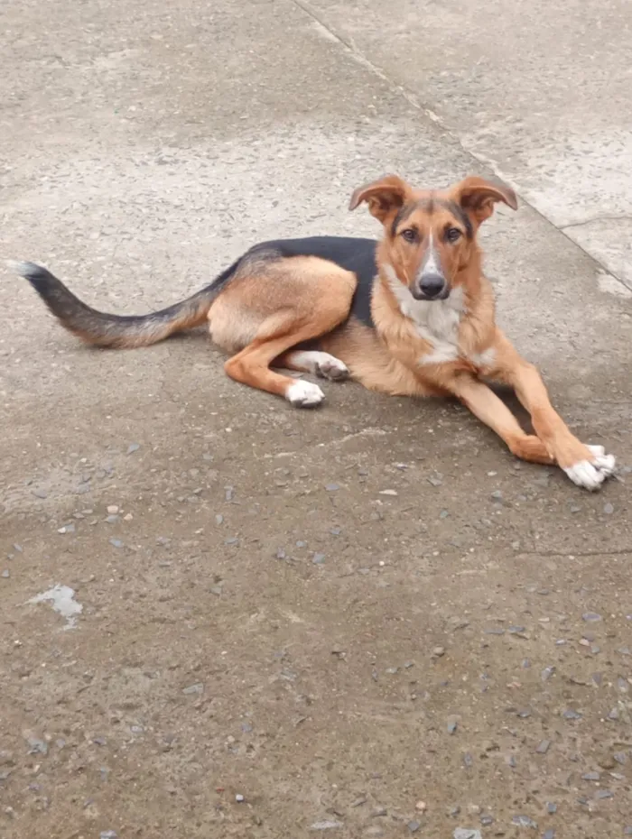 Cachorro raça SRD-ViraLata idade 7 a 11 meses nome Bolt