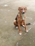 Bolt