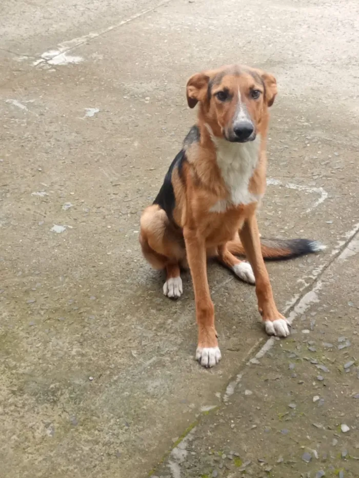 Cachorro raça SRD-ViraLata idade 7 a 11 meses nome Bolt