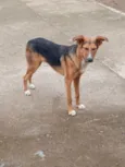 Bolt