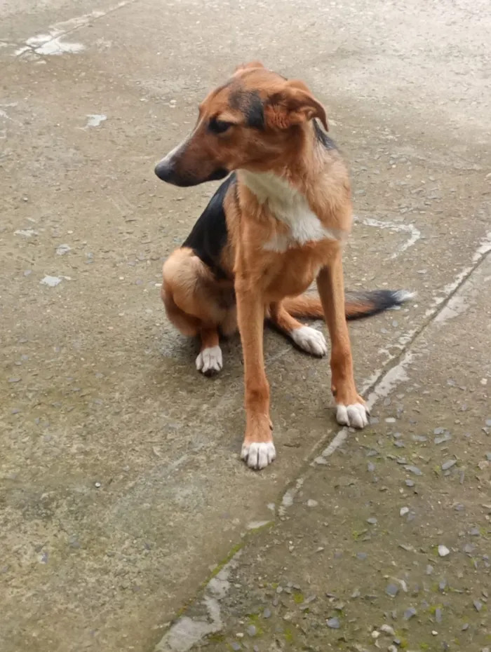 Cachorro raça SRD-ViraLata idade 7 a 11 meses nome Bolt