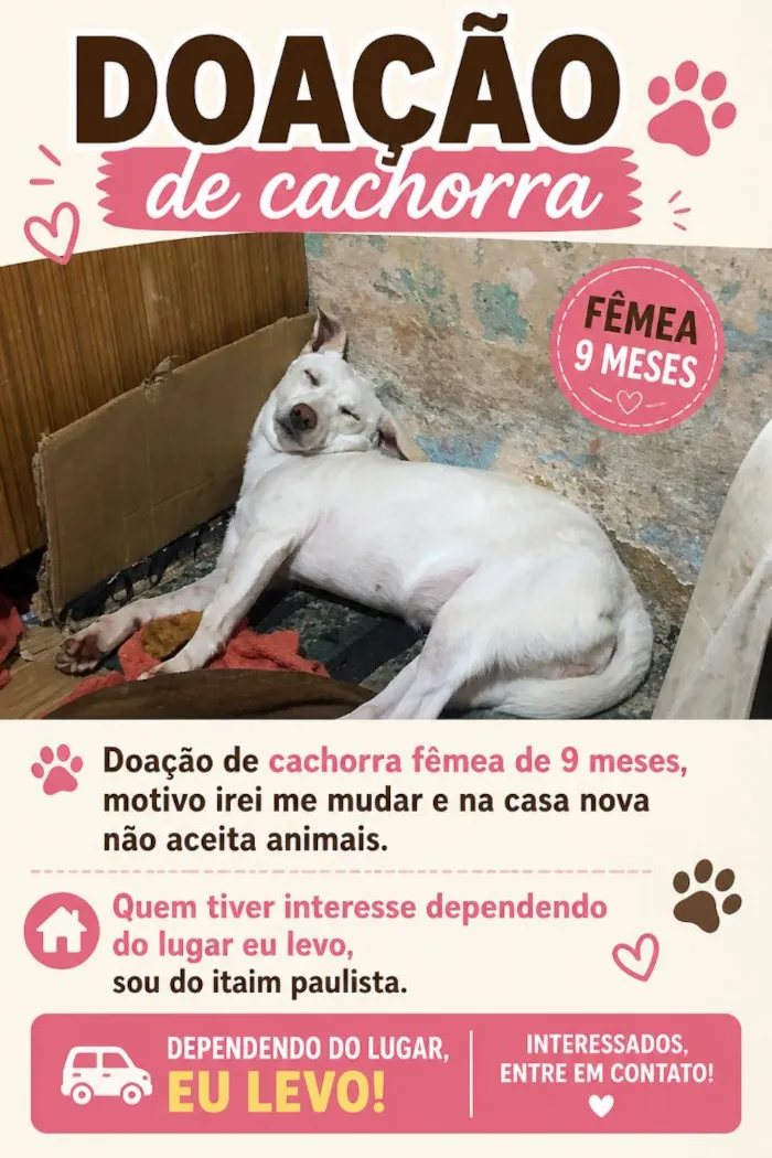 Cachorro raça SRD-ViraLata idade 7 a 11 meses nome Blanca 