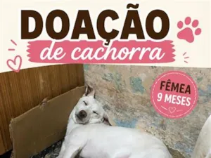 Cachorro raça SRD-ViraLata idade 7 a 11 meses nome Blanca 