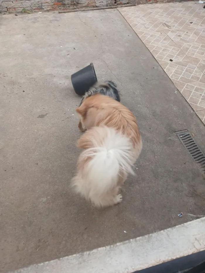 Cachorro raça SRD-ViraLata idade 7 a 11 meses nome nami