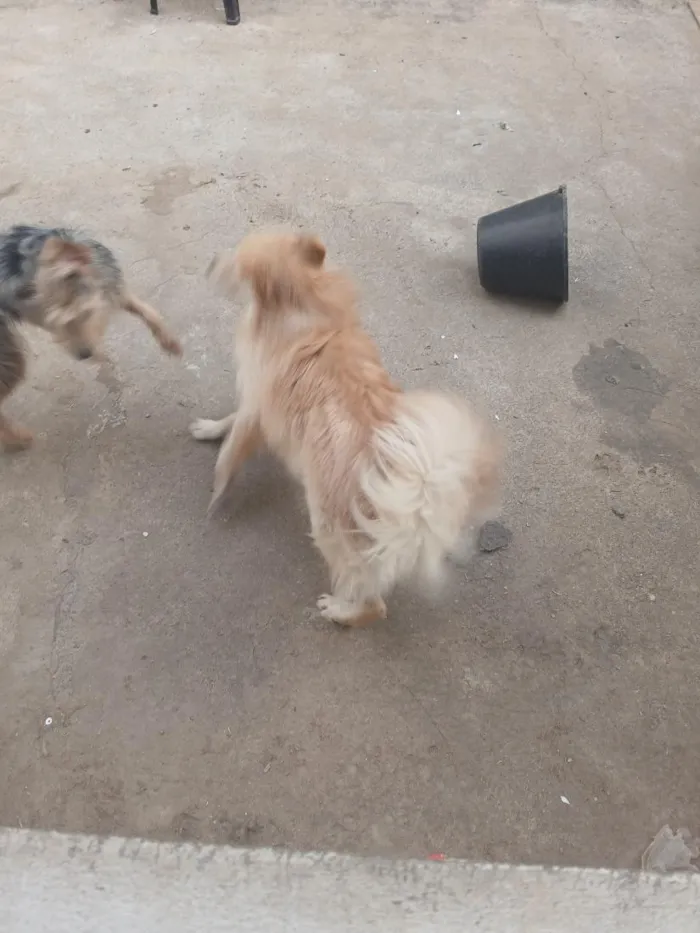 Cachorro raça SRD-ViraLata idade 7 a 11 meses nome nami