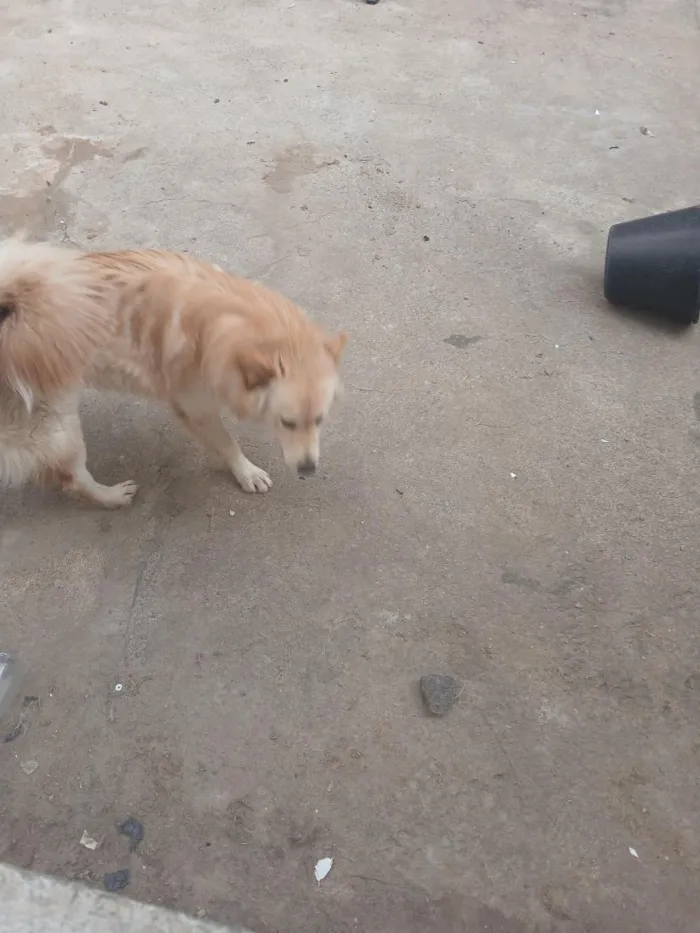 Cachorro raça SRD-ViraLata idade 7 a 11 meses nome nami