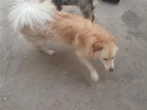 Cachorro raça SRD-ViraLata idade 7 a 11 meses nome nami