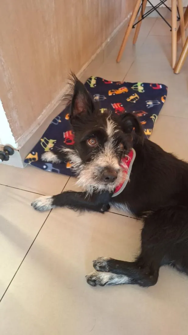 Cachorro raça SRD-ViraLata idade 2 anos nome Ozzi
