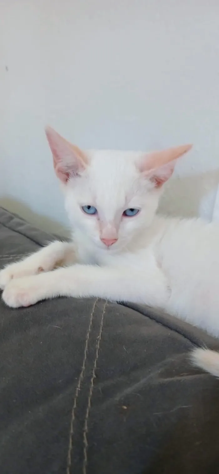 Gato raça SRD-ViraLata idade 2 a 6 meses nome Sem nome 