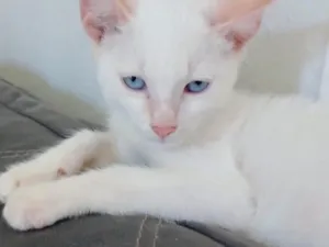 Gato raça SRD-ViraLata idade 2 a 6 meses nome Sem nome 
