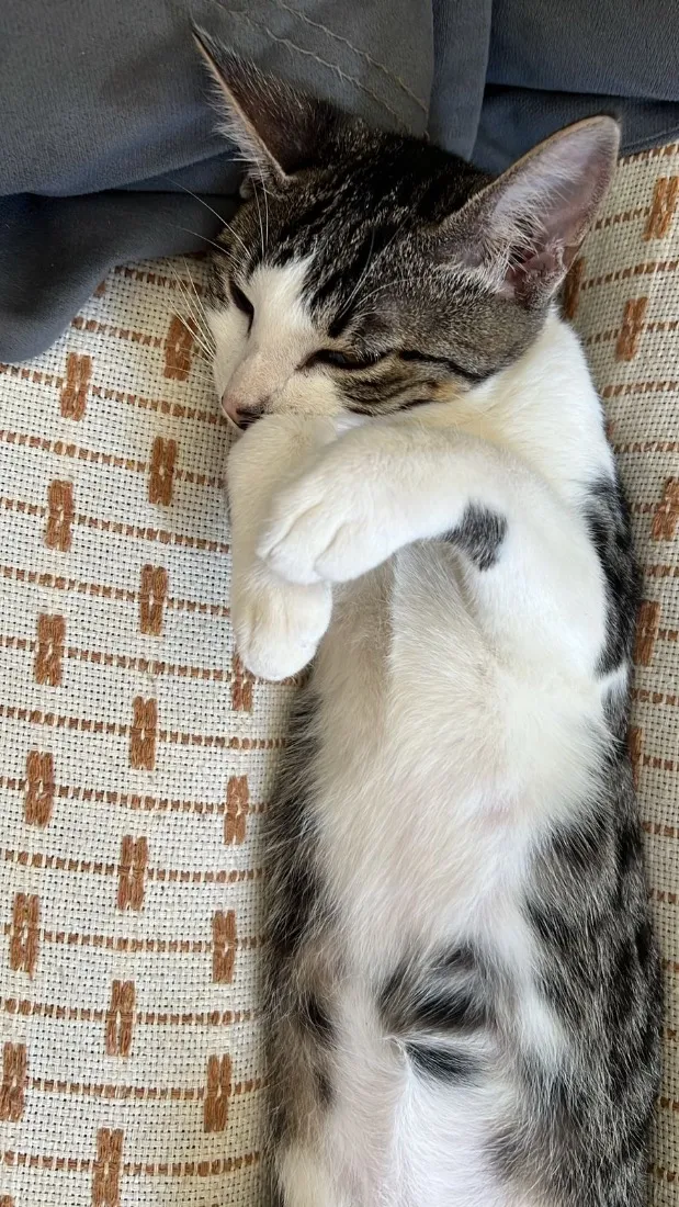 Gato raça SRD-ViraLata idade 2 a 6 meses nome Sem nome 