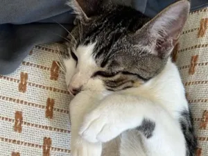 Gato raça SRD-ViraLata idade 2 a 6 meses nome Sem nome 