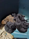 5 filhotes