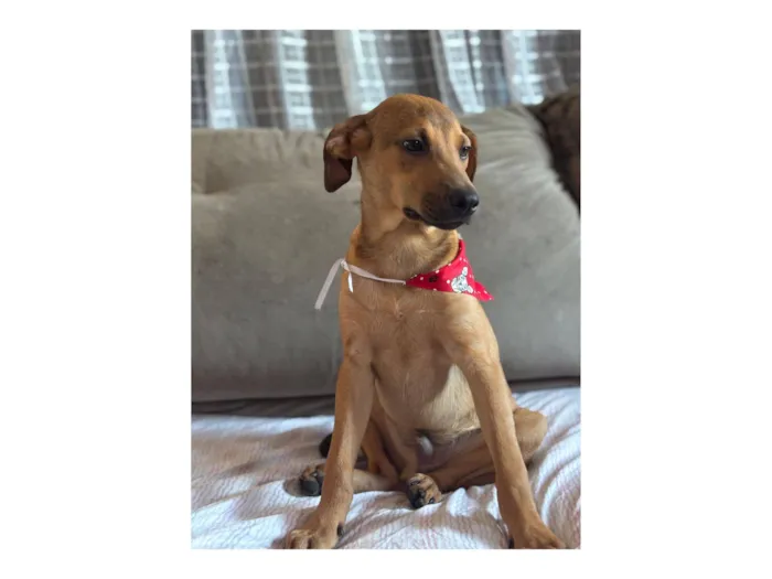Cachorro raça SRD-ViraLata idade 2 a 6 meses nome Bento 