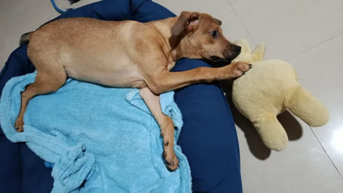 Cachorro raça SRD-ViraLata idade 2 a 6 meses nome Bento 