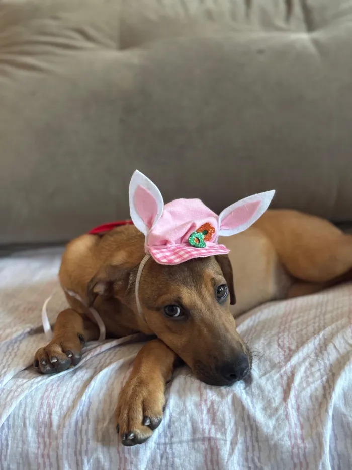 Cachorro raça SRD-ViraLata idade 2 a 6 meses nome Bento 