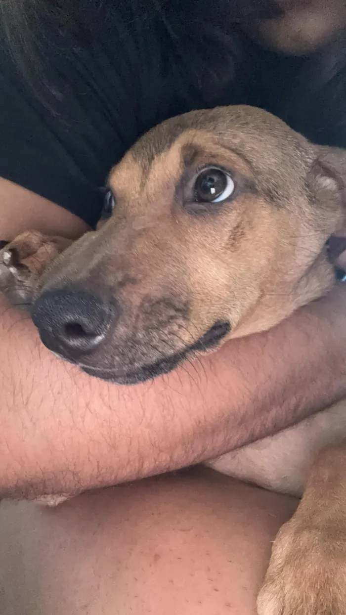 Cachorro raça SRD-ViraLata idade 2 a 6 meses nome Bento 