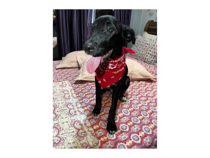 Cachorro raça SRD-ViraLata idade 2 a 6 meses nome Negresco