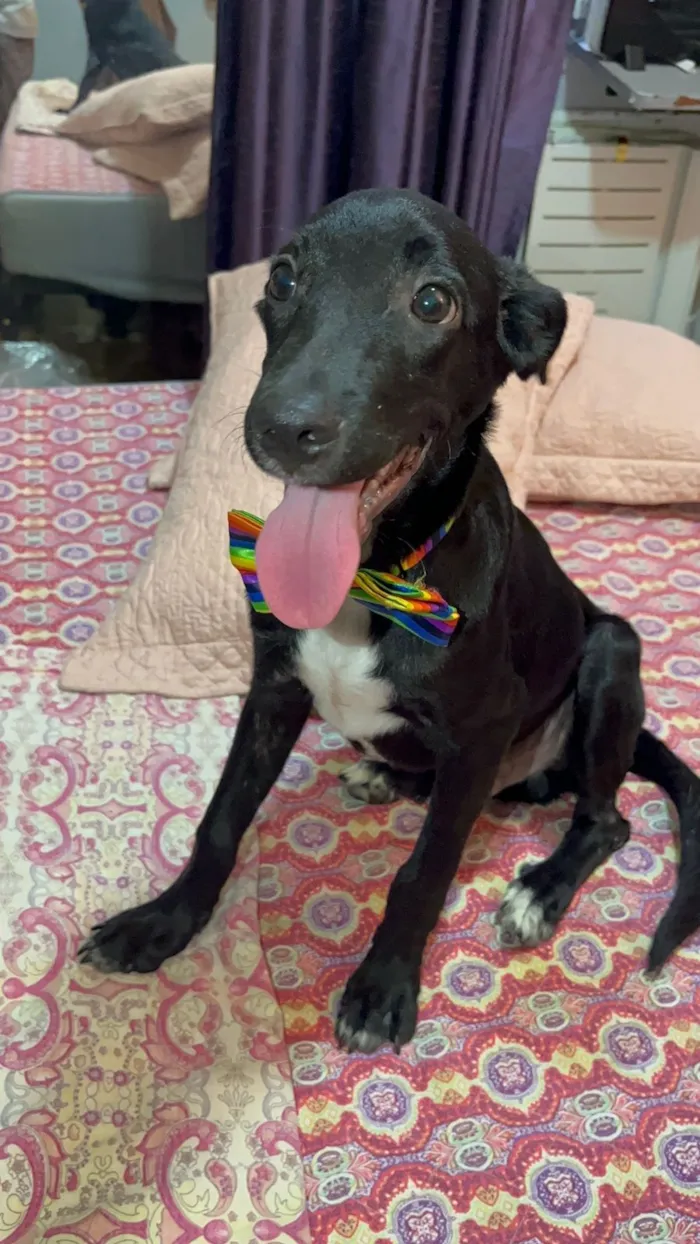 Cachorro raça SRD-ViraLata idade 2 a 6 meses nome Negresco