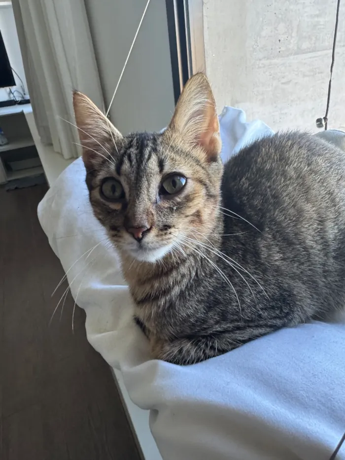 Gato raça SRD-ViraLata idade 7 a 11 meses nome Sagan