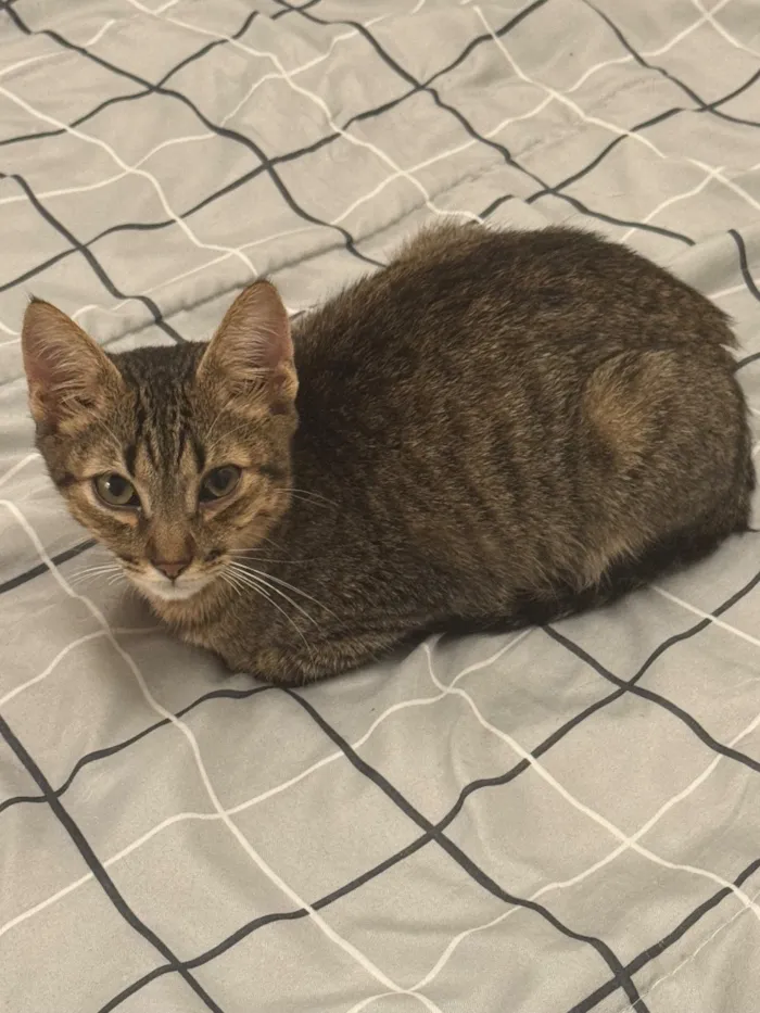Gato raça SRD-ViraLata idade 7 a 11 meses nome Sagan