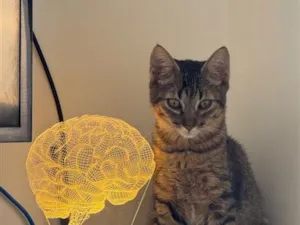 Gato raça SRD-ViraLata idade 7 a 11 meses nome Sagan