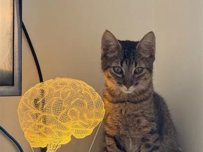 Gato raça SRD-ViraLata idade 7 a 11 meses nome Sagan